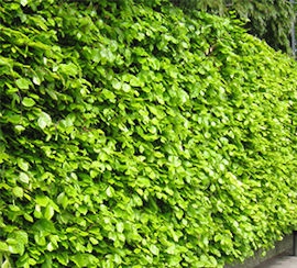 Fagus sylvatica -Green beech hedging